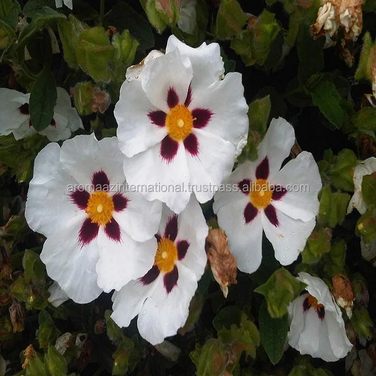 Available 100% Natural Online Labdanum Essential Oil in Bulk Quantity for Export to International Market