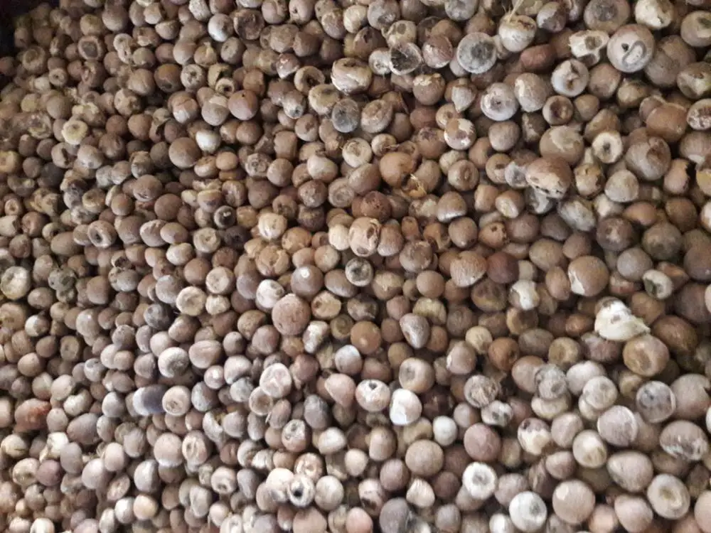 Dried Whole- Splits Betel Nut