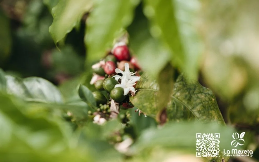 
SUPREMO 17/18 COLOMBIAN COFFEE BEANS 