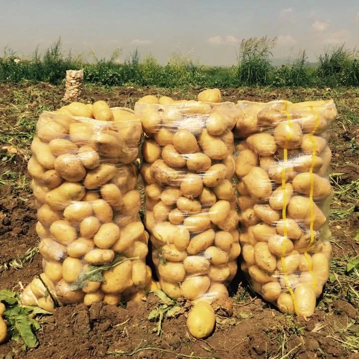 Египетский картофель, новый Картофель/свежий картофель: 100 г, 150 г, 250,