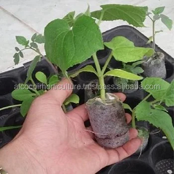Coir plug индийские декоративные цветы