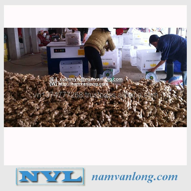  Поставка свежего имбиря/замороженного имбиря по лучшей цене