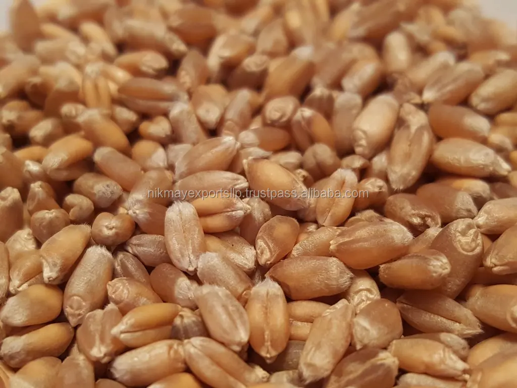 
GOLDEN WHEAT GRAINS ORIGIN INDIA FROM NIK-MAY EXPORTS 