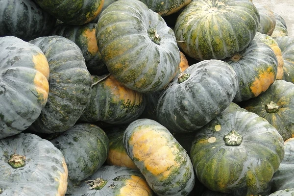 Fresh Pumpkin In Vietnam Whatsapp +84-845-639-639