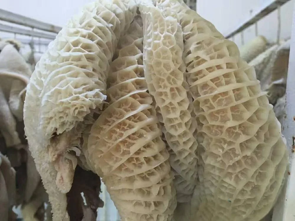 Beef Honeycomb / Beef Meat Honeycomb from Pakistan/ High Quality Clean and Fully Boiled