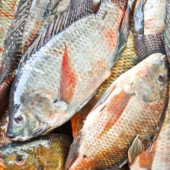 Probiotics to keep catfish and tilapia feed farming in Nigeria pellet machine