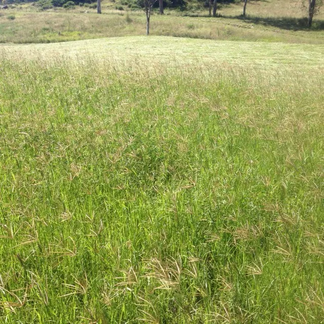 Сено из родовой травы