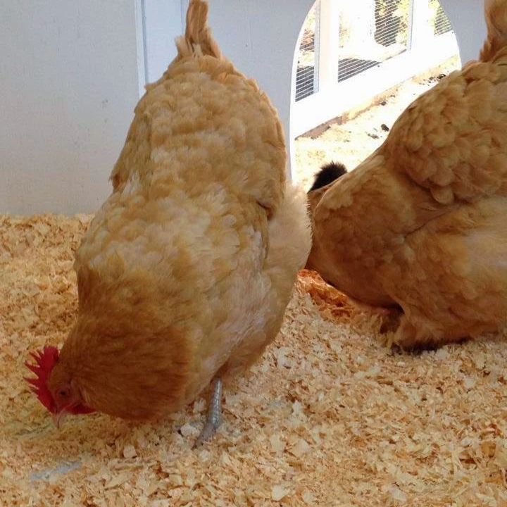 PREMIUM SALE WOOD SHAVINGS FOR POULTRY AND ANIMALS BEDDING WHATSAPP: +84 911406611