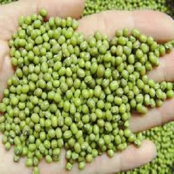 Green Mung Beans / Vigna Beans/ Organic Mung Beans for sale