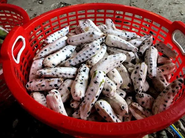 
balbisiana/ musa balbisiana /Dried Wild Banana - Seeded Banana ( HOT SALE) /Whatsapp: +84-845-639-639 