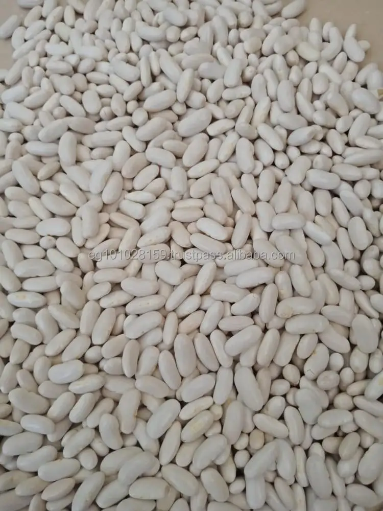 
Egyptian white kidney beans 