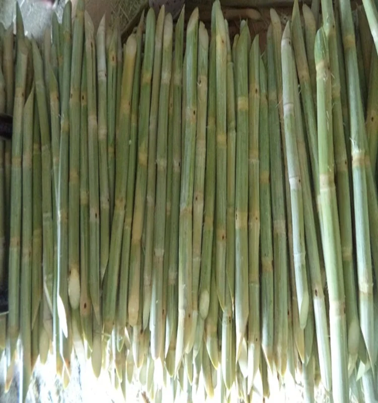 Замороженный сок сахарного тростника, высокоэнергетический напиток с хорошим запахом