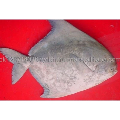 Chinese Pomfret (Pampus Chinensis)