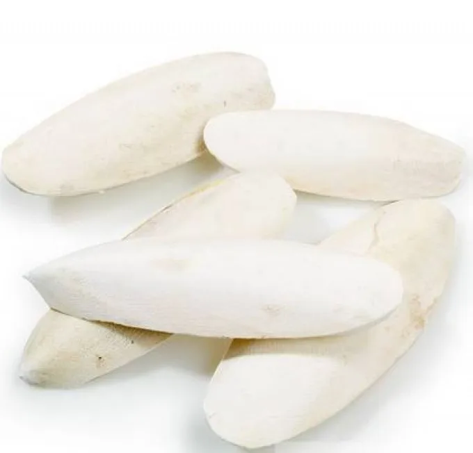 CUTTLEFISH BONES FOR BIRDS VIETNAM