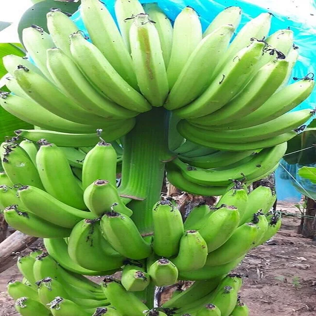 CAVENDISH BANANA THE BEST QUALITY COMPETITIVE PRICE SUPPLY TO ALL COUNTRIES IN THE WORLD FROM VIETNAM