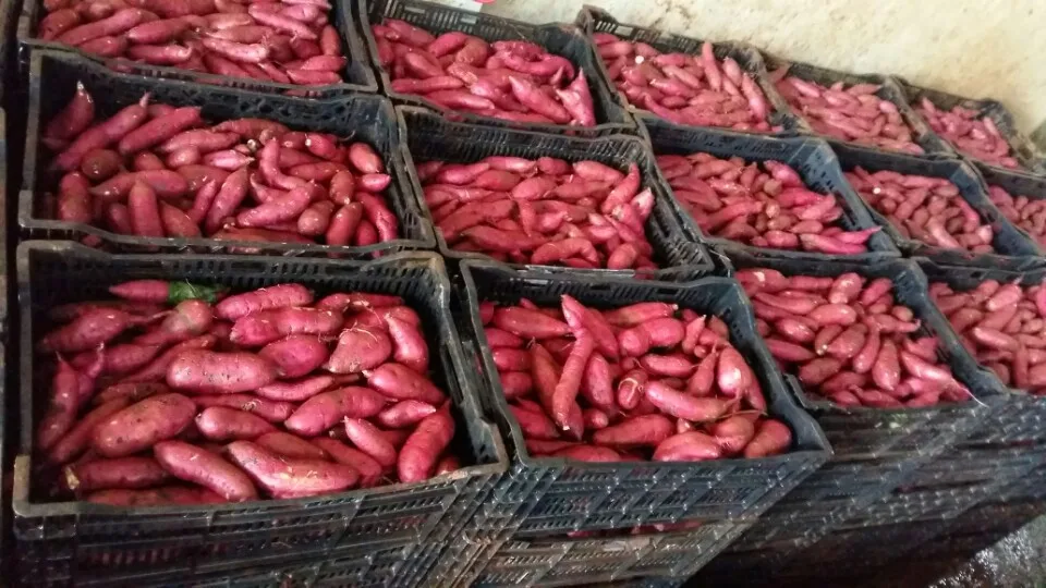 
Viet Nam Sweet Potato/ Purple Sweet Potato whatsapp 84 845 639 639 