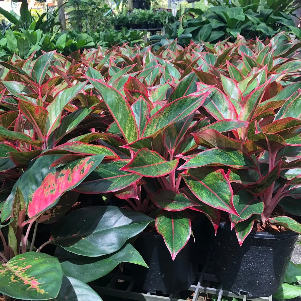 
Wholesale Aglaonema Pot Plants in Thailand @ Best Price Try us!! 
