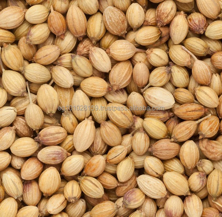 
Coriander Seed 