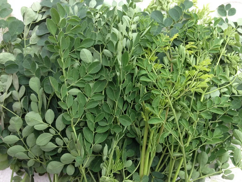 
Moringa dried leaves/moringa leaves/Horseradish treein Viet Nam 