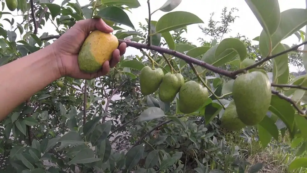 NEW CROP FRESH ANNONA GLABRA FROM VIETNAM in 2020