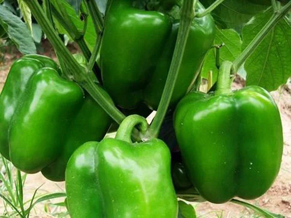 
Vietnam fresh green capsicum 