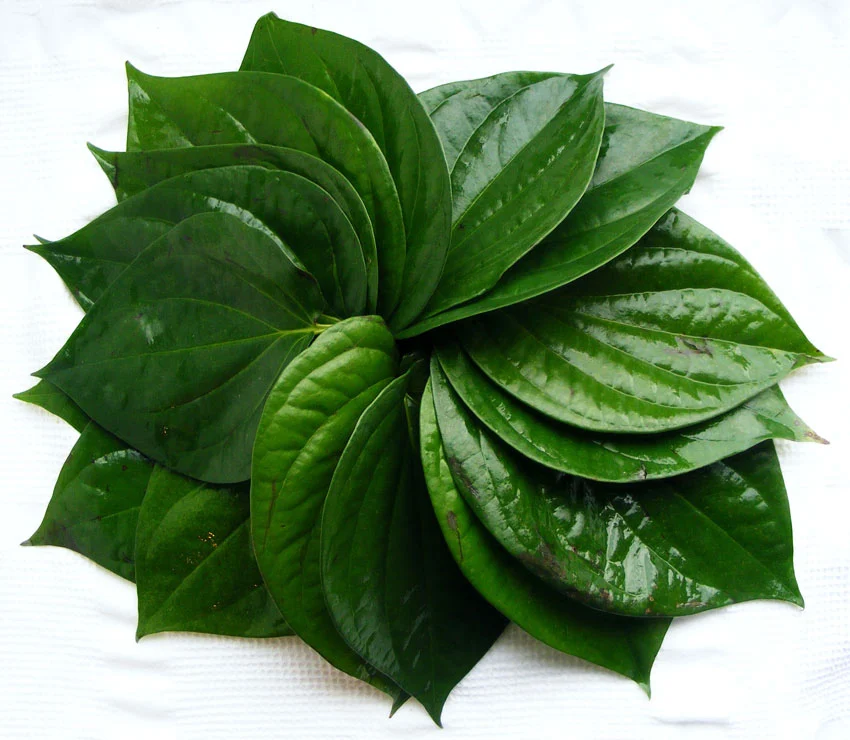 
Fresh Betel Leaves or Piper betel - popular plant in Viet Nam with the best price 