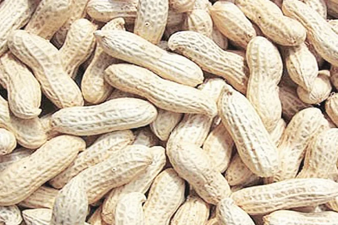 
Groundnut 