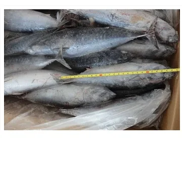 
Best Quality Big Size Frozen Striped Bonito Tuna 