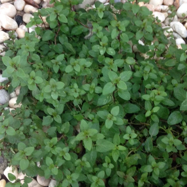 Chocolate Mint 100% organic Natural and Pure Hydrosol Floral Water