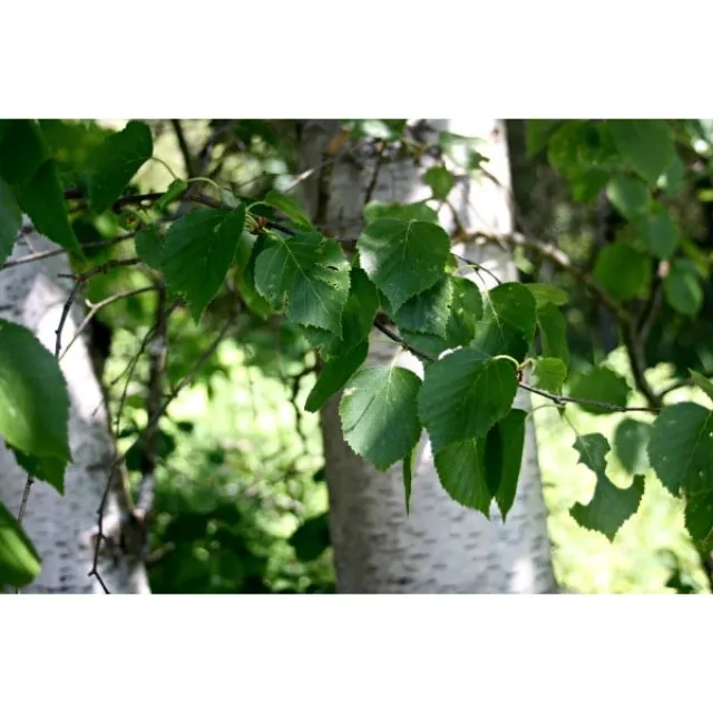 Manufacturer of 100% Pure and Organic Birch Essential Oil from India