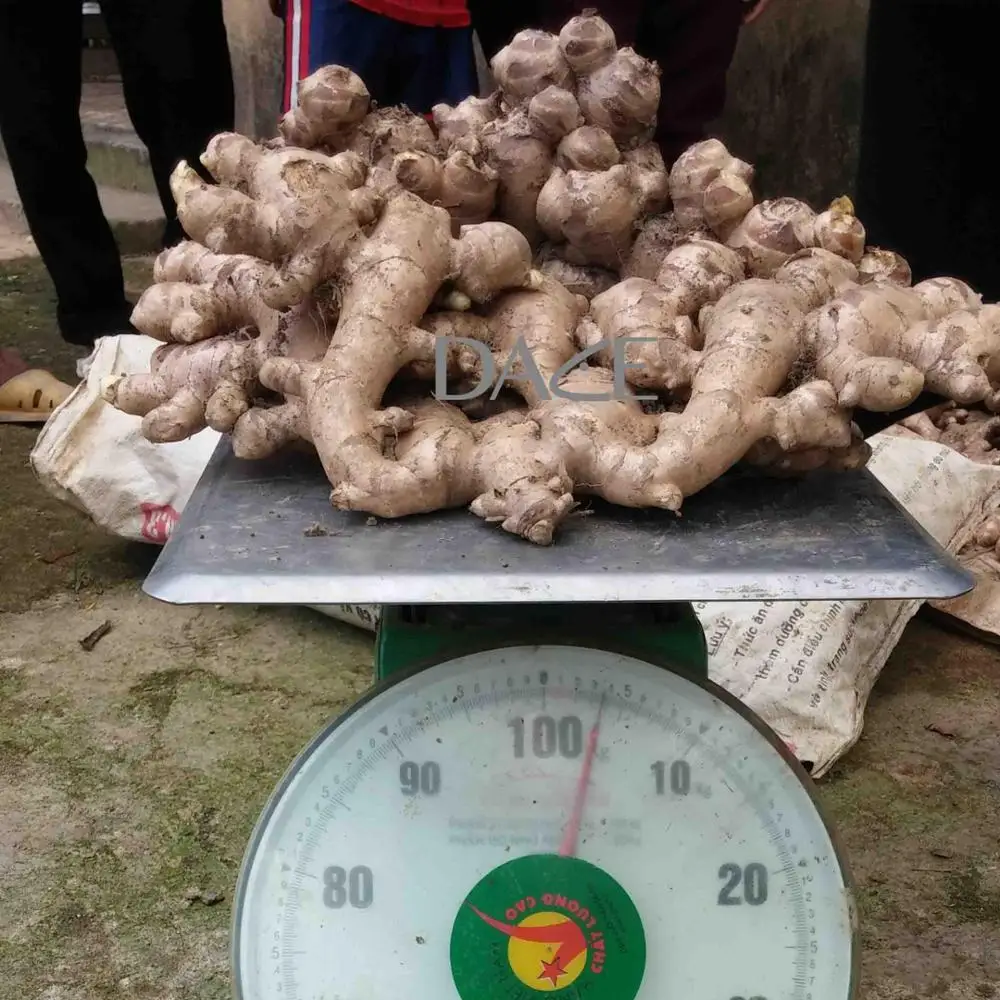 Cheap Price Fresh Ginger - Low MOQ Available Fresh Ginger for Cooking and Drinking from Viet Nam manufacturer