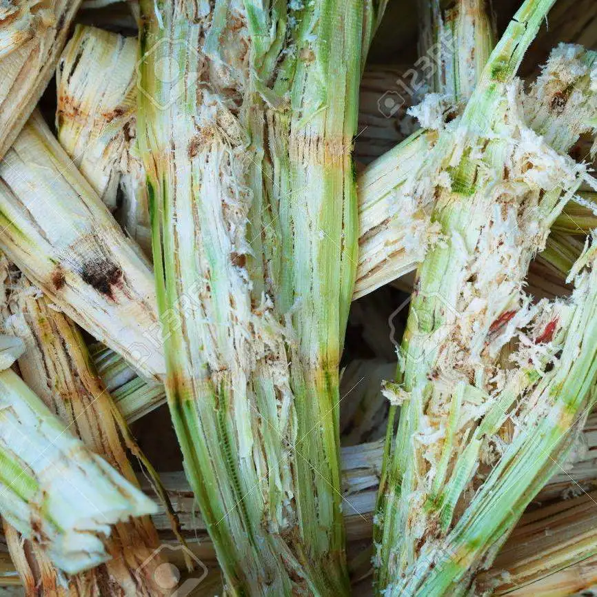 Отходы сахарного тростника низкая цена с завода по производству сахара + 84 902 625