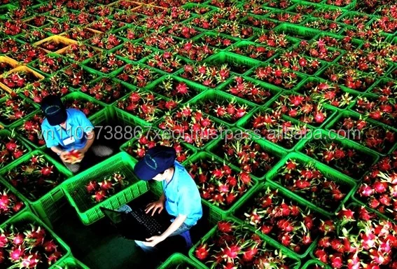 
Vietnamese Fresh Dragon Fruit/ Good Red Dragon 