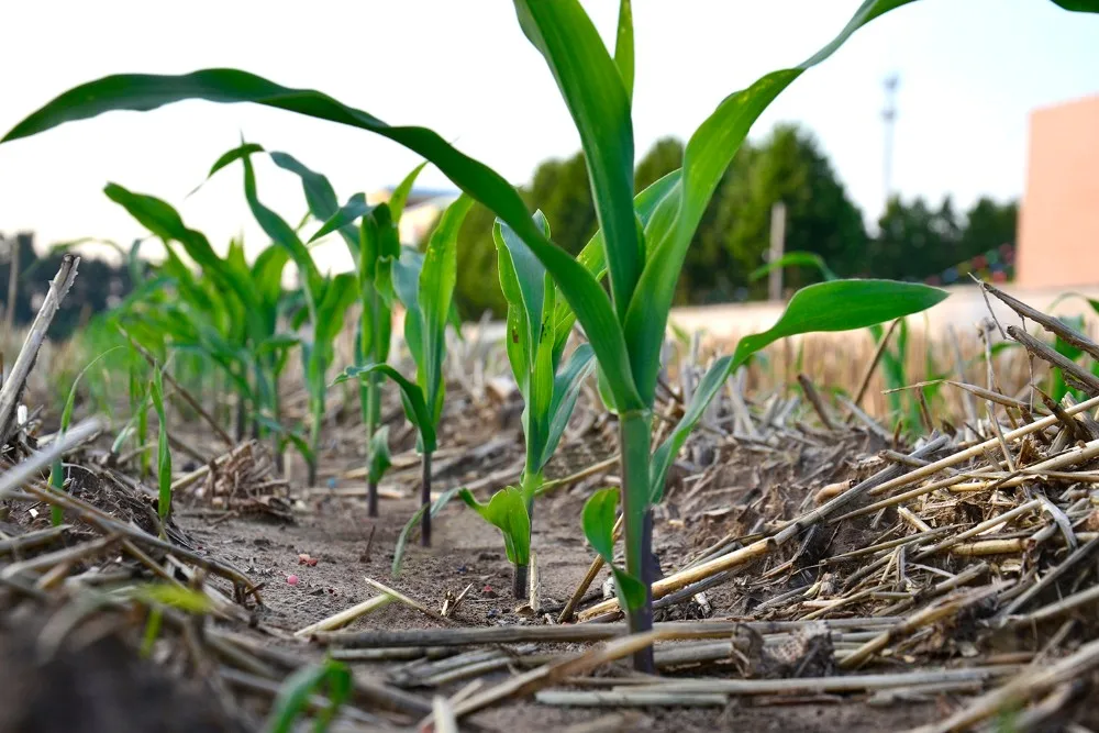 
MOQ 1 Rice Seeder Machine Drum Vegetable Seeder 