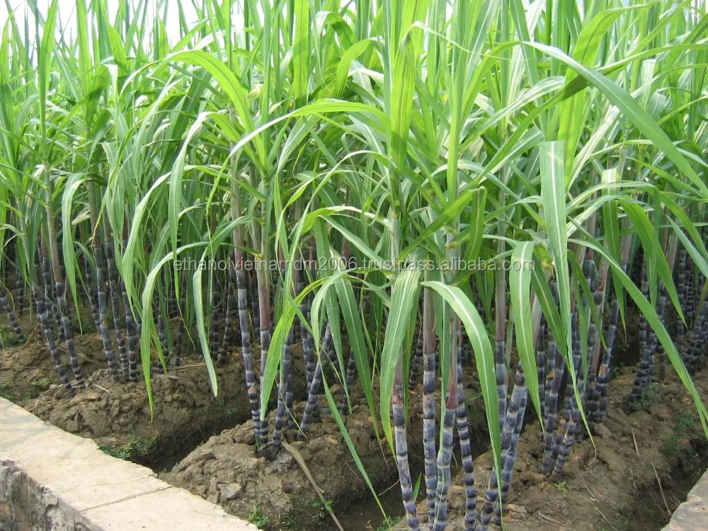 100% Best Raw Material Sugarcane Molasses (Brix Min 75%) With Vietnamese Origin From Duy Minh