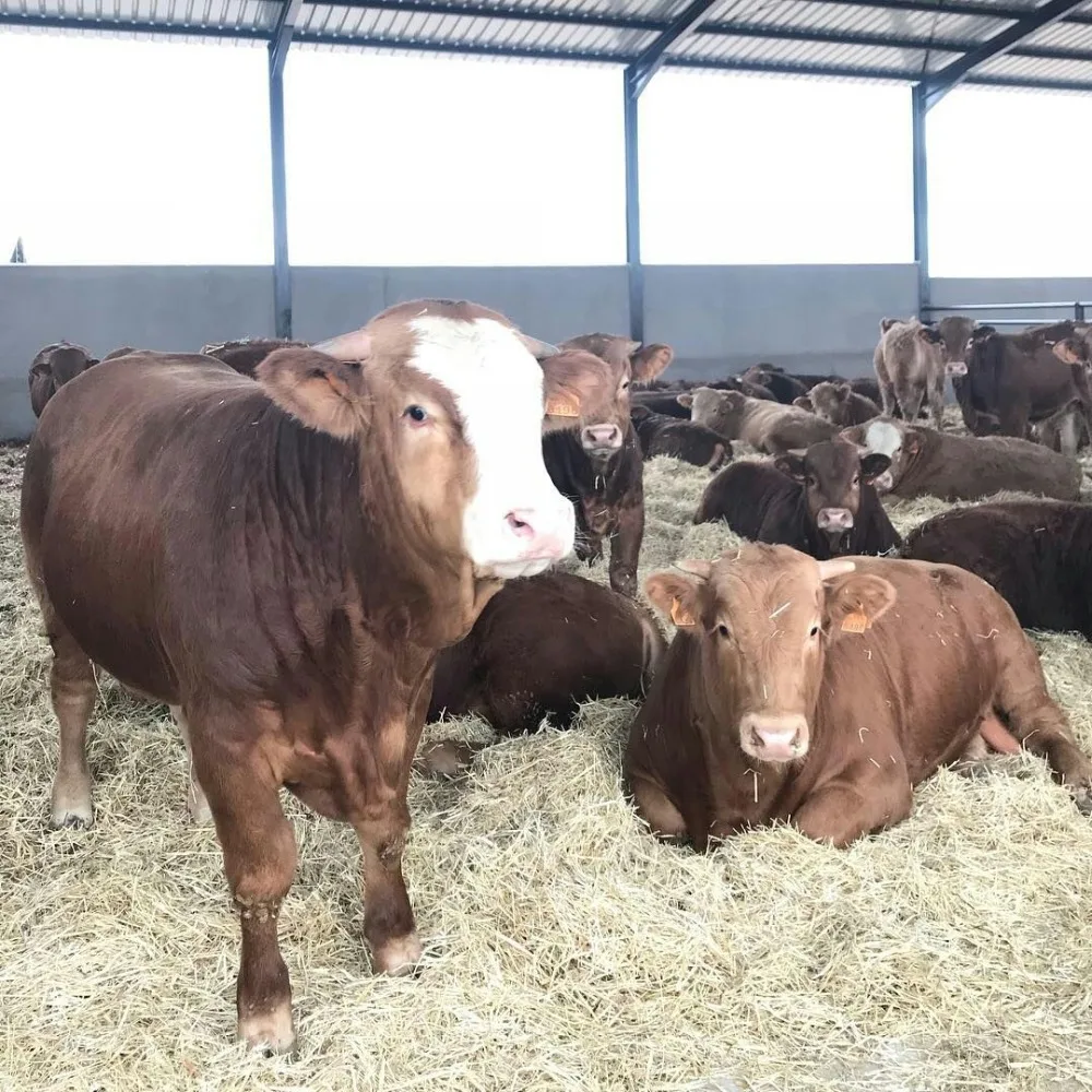 
Simmental cattle, Limousine cattle, Charolais cattle for sale 