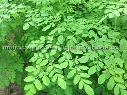 Natural Moringa powder from India  - Whatsapp :+91 73580 94554