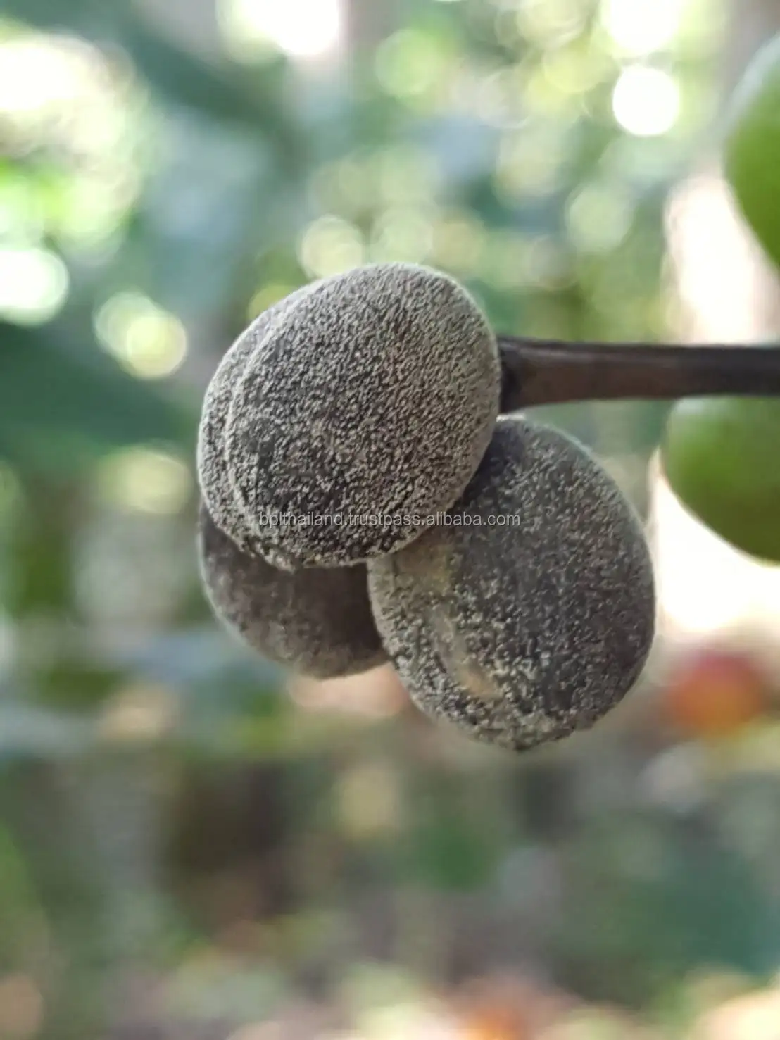 Тайланд ростер кофейных зерен Arabica