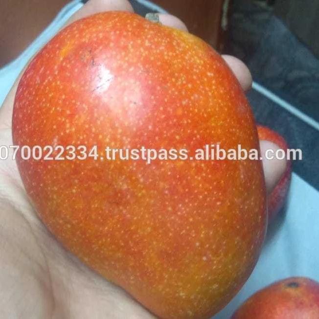 fresh mango fruit ready to export to China