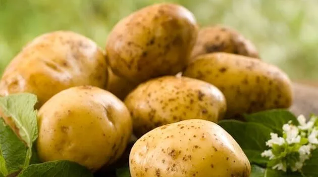 
Certificated Fresh Potato with factory price 
