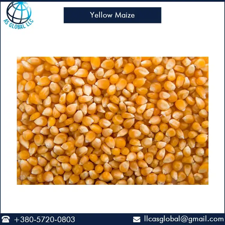 
Best Quality Yellow Corn Maize Supply in Bulk 