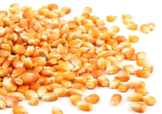 Sangli Origin New Crop Yellow Maize