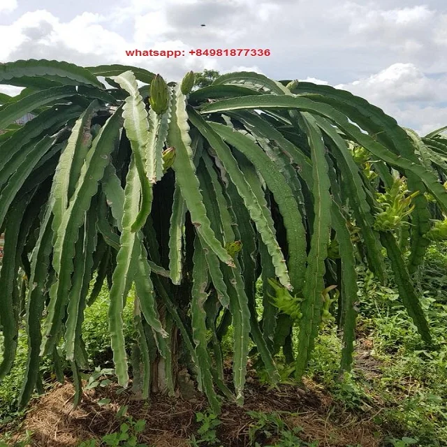 Свежие фрукты дракона желтого свежие красного