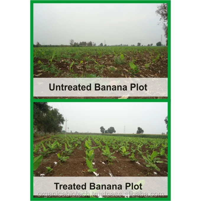 Best organic fertilizer for Improved Quality of Oranges in Australia