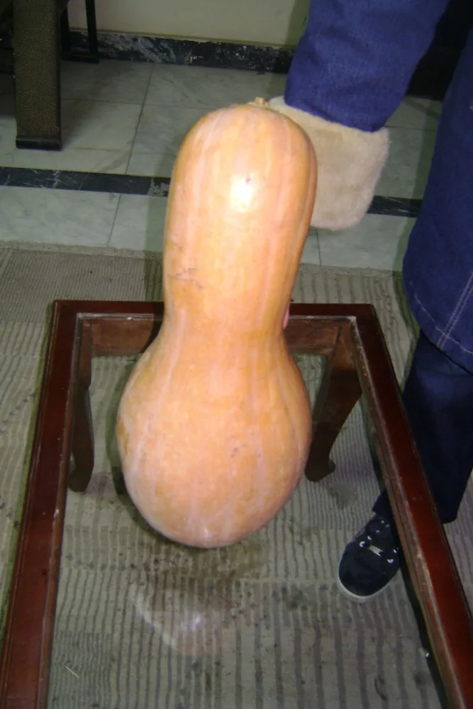 
fresh sweet pumpkins 