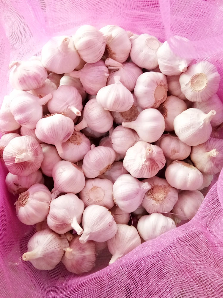 China Fresh Garlic Bawang Putih Price