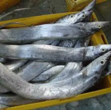 Frozen Eel fish for sale