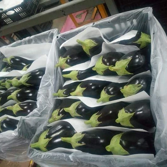Свежий баклажан/свежий бринжал для продажи