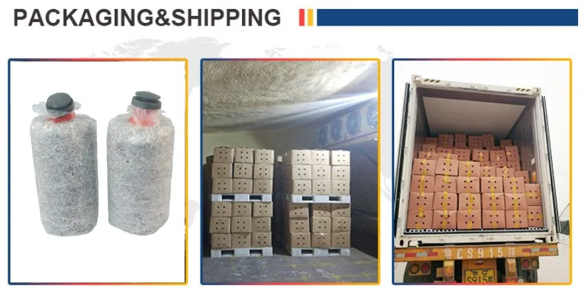 
China Organic oyster mushroom spawns cultivation export price 