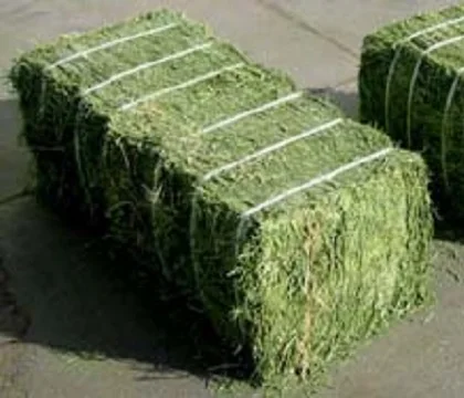 
Premium Alfalfa Hay, Rhodes Grass, Oats Hay Ready / Oats Hay Animal Feed  (62001647175)